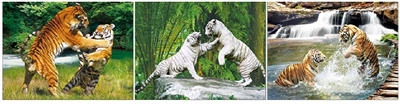 427 30x40cm Flip Fighting Tigers