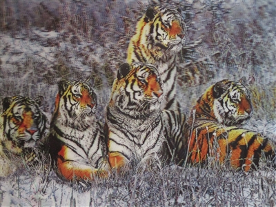 291 3D Lenticular Picture Tigers in Snow