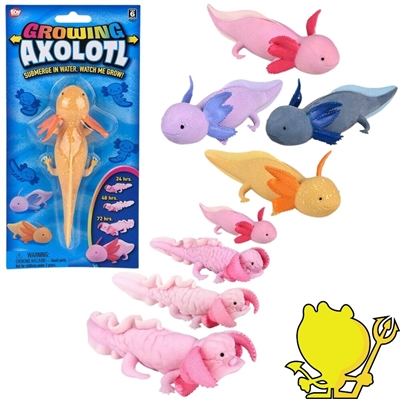 pa-grax6 6" Growing Axolotls