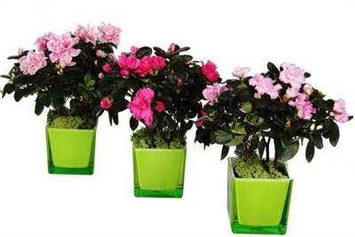 March of the Azaleas  (Seasonally available December through May)