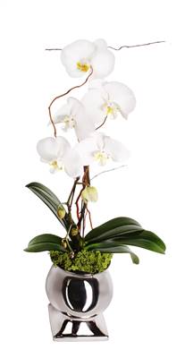 Orchid Grand (with container substitution)