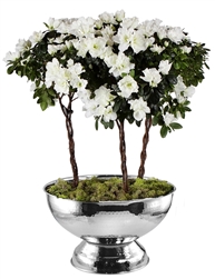 Azalea Abundance (Available December through May)