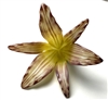 A fused glass lily on a white background. The lily has been shaped to cup like a real lily. The flower has a yellow center fading outward into cream, with dark reddish purple details on the petals.