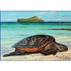 Honu Beach Note Cards