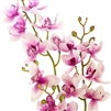 Artificial Real Touch Orchid - Triple Spray with Leaves - Pink