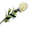 Artificial Pin Cushion Protea - White