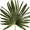 Artificial Real Touch Palm Leaf Small