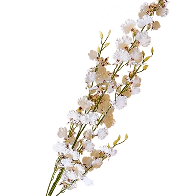 Dancing Orchid/Popcorn Orchid - White