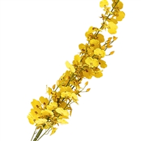 Dancing Orchid/Popcorn Orchid - Yellow