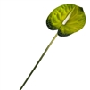 Anthurium - Green