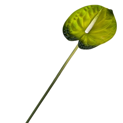 Anthurium - Green