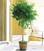 Ficus Plant