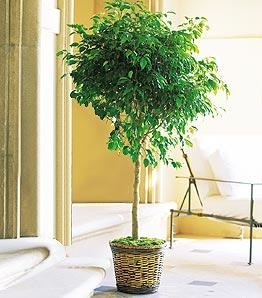 Ficus Plant