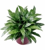 Chinese Evergreen Plant