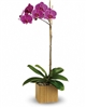 Teleflora's Imperial Purple Orchid