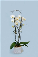 Living Double Phalaenopsis Orchid