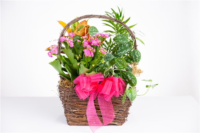 European Garden Basket - Medium