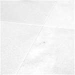 White Marble Honed 12" x 12"
