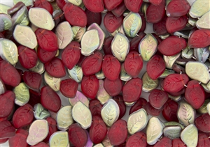 9x14mm Czech Beads Pressed Glass Leaves - Siam Ruby Vitral Matte