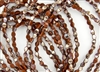 5x3mm Czech Glass Pinch Spacer Beads - Opaque Brown Celsian