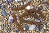 Strand of Sea Glass Button Freeform Beads - Dark Amber