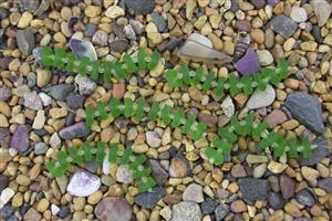 Strand of Sea Glass Button Freeform Beads w/Spacers - Green