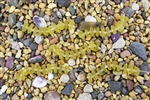 Strand of Sea Glass Button Freeform Beads w/Spacers - Lemon Yellow