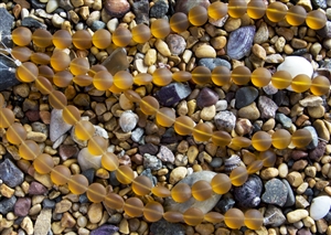 LONG Strand of Sea Glass 12mm Puffed Coin Beads - Amber