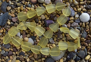 Strand of Sea Glass Flat Freeform Beads - Lemon Yellow