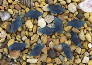 1 Sea Glass Mini Conch Shell Pendant - Blue Zircon / Teal