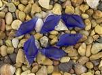 1 Sea Glass Mini Conch Shell Pendant - Cobalt Blue