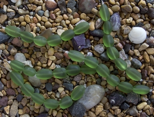 Strand of Sea Glass Nugget Beads - Medium Green