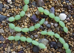 Strand of Sea Glass Nugget Beads - Opaque Spring Green