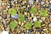 6 x Beach Sea Glass Curved Pendant Beads Flat Square 17.5mm - Lime Green