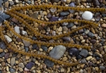 Strand of Sea Glass 6mm Round Beads - Dark Amber / Smoky Topaz