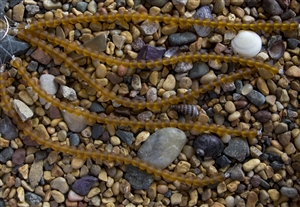 Strand of Sea Glass 6mm Round Beads - Dark Amber / Smoky Topaz