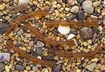 Strand of Sea Glass Small Nugget Beads - Dark Amber