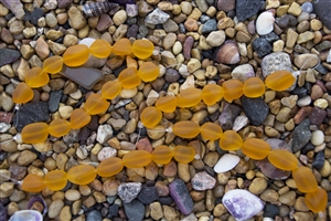 Strand of Sea Glass Small Nugget Beads - Hyacinth Orange