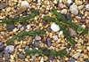 Strand of Sea Glass Small Nugget Beads - Shamrock Green