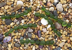 Strand of Sea Glass Small Nugget Beads - Shamrock Green