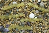 Strand of Sea Glass Small Flat Freeform Beads - Lemon Yellow