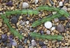 Strand of Sea Glass Small Flat Freeform Beads - Shamrock Green
