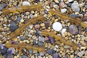 Strand of Sea Glass Small Flat Freeform Beads - Topaz / Amber