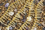 Strand of Sea Glass Tusk / Dagger Beads - Lemon Yellow with Hyacinth Spacers