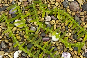 Strand of Sea Glass Tusk / Dagger Beads - Lime Green