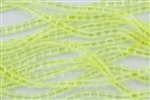 CzechMates 6mm Tiles Czech Glass Beads - Yellow Jonquil Transparent T13