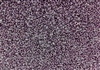 11/0 Toho Japanese Seed Beads - Concord Grape Lined Crystal Luster #1064