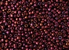 15/0 Toho Japanese Seed Beads - Plum Iris Higher Metallic #502