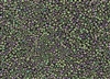 15/0 Toho Japanese Seed Beads - Purple Green Iris Metallic Matte #708