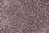 15/0 Toho Japanese Seed Beads - Raspberry Lined Aqua Luster #1061